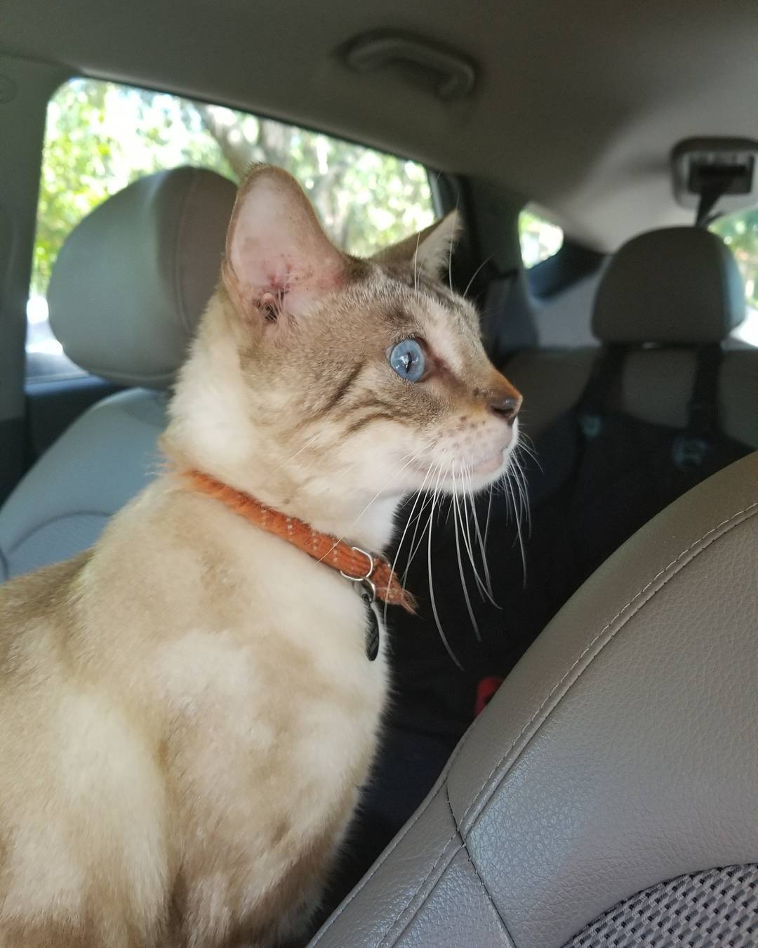 Mobile Pet Care