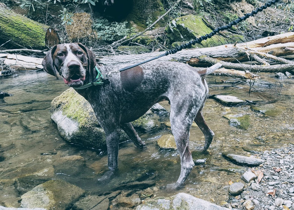 Hiking with my German Shorthaired Pointer in the Appalachian Mountains.