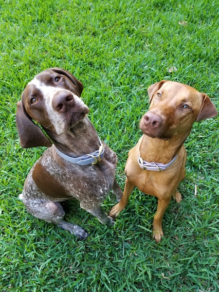 It's important to train your dogs to listen to basic commands.