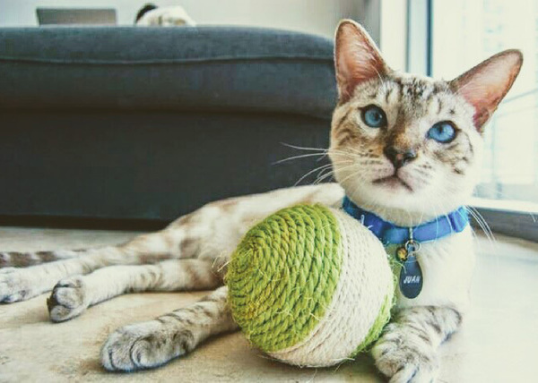 Cats need love and attention as much as dogs do.