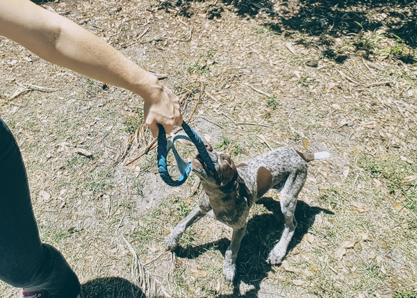 Tug of war can teach your puppy self-control if done properly.